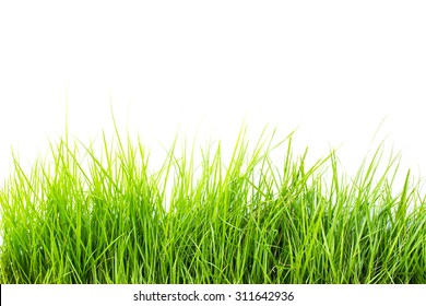 Green Grass On White Background