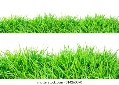 Green Grass On White Background.