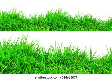 Green Grass On White Background.