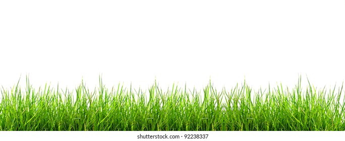 Green Grass On White Background