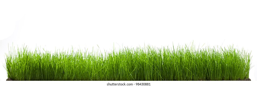 Green Grass On White Background