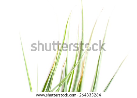 Similar – Image, Stock Photo grass Grass Green Bright