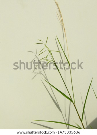 Similar – Image, Stock Photo grass Grass Green Bright