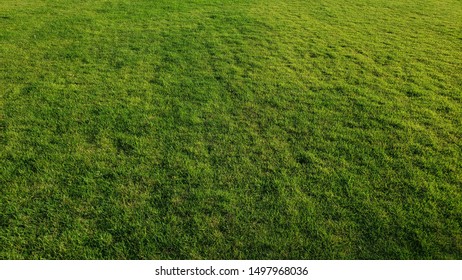 Green grass overgrown with greenery - Shutterstock ID 1497968036