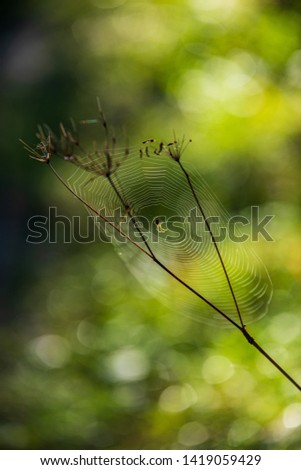 Similar – autumn Nature Plant Leaf