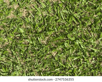 Green grass pattern and texture for เackground close up