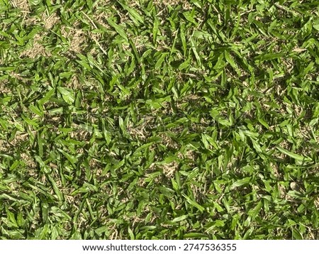 Green grass pattern and texture for เackground close up