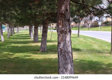 Green Grass Pine Tree Path Garden 