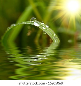 Green grass with raindrops background - Powered by Shutterstock