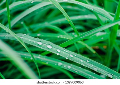 Green Grass Raindrops Rainy Season Give Stock Photo 1397009063 ...