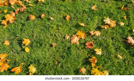 Green Grass In Red, Yellow And Orange Fallen Maple Leaves. Beautiful Lawn After The Last Autumn Mow Before Winter. Territory Care, Fertilization And Plant Feeding. Beautiful Seasonal Banner. Nature.