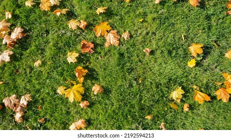 Green Grass In Red, Yellow And Orange Fallen Maple Leaves. Beautiful Lawn After The Last Autumn Mow Before Winter. Territory Care, Fertilization And Plant Feeding. Beautiful Seasonal Banner. Nature.