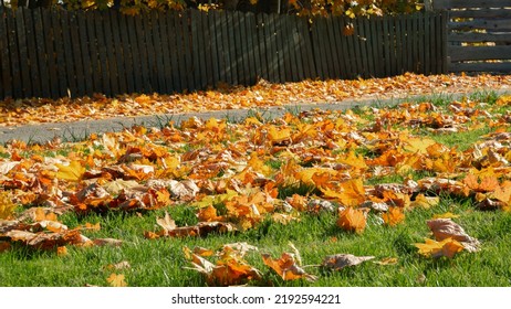 Green Grass In Red, Yellow And Orange Fallen Maple Leaves. Beautiful Lawn After The Last Autumn Mow Before Winter. Territory Care, Fertilization And Plant Feeding. Beautiful Seasonal Banner. Nature.