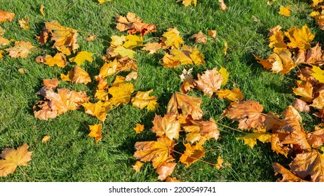 Green Grass In Red, Yellow And Orange Fallen Maple Leaves. Beautiful Lawn After The Last Autumn Mow Before Winter. Territory Care, Fertilization And Plant Feeding. Beautiful Seasonal Banner. Nature.