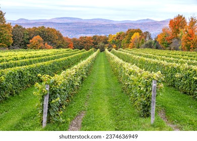 Green Grass, Rows of Grape Vines Against Back Drop of Colorful Fall Foliage on Ile d'Orleans, Quebec, Canada