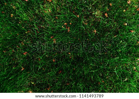 Green grass seamless texture for background