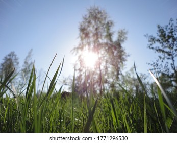 green grass in the setting sun