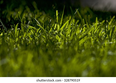 Green grass shot from a bugs eye view