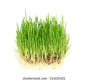 Green Grass Germination Wheat Grains Roots Stock Photo (Edit Now ...