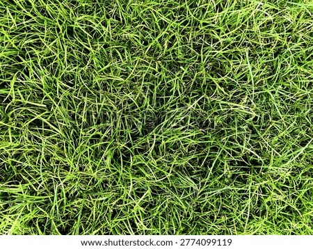 green grass is small and rather long
