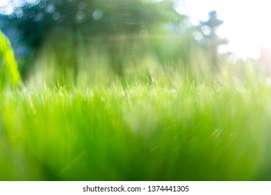 Green Grass Soft Focus Macro Photo