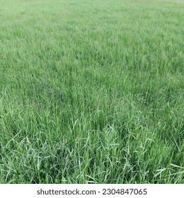 Green grass in the spring 