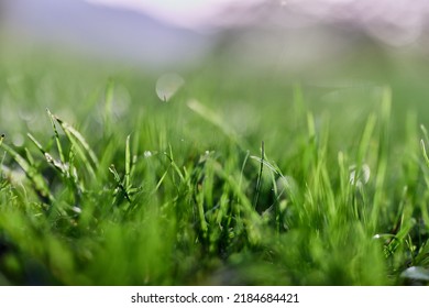 Green grass in spring, close-up photo - Powered by Shutterstock