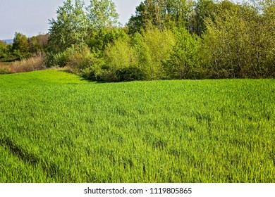 green grass in the spring, note shallow depth of field