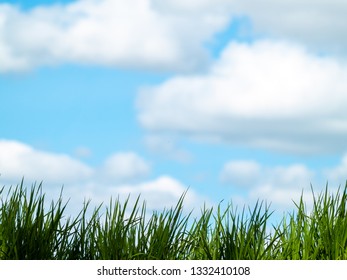 Green grass in spring with sky and clouds background