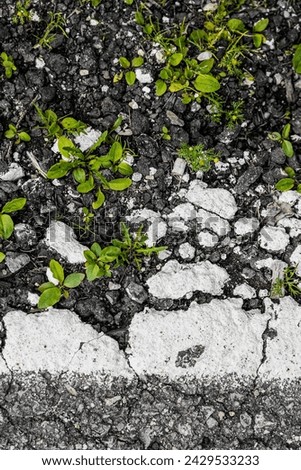 Green grass sprouts from a crack in the asphalt. Cracked rough sidewalk. Artistic noise. Crack in the asphalt. New life breaks through the asphalt. Green grass grows from crack. Old asphalt texture