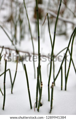 Similar – Stachel Umwelt Natur