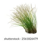 The green grass stands outdoors against a white background.