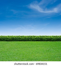 Green Grass And Summer Blue Sky