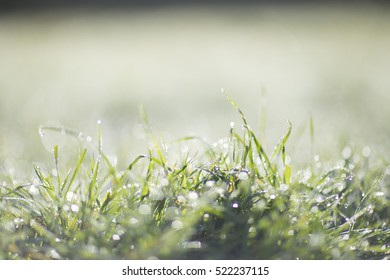 Green Grass Sunny Day In The Morning With Dew Drops