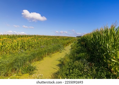 Green grass and swamp in the summer, green grass and other vegetation growing on the territory of the swamp - Shutterstock ID 2255092693