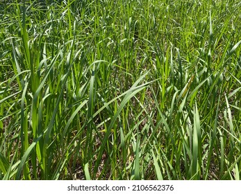 Green Grass In Taitung City,Taiwan