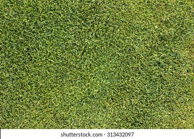 Green Grass Texture