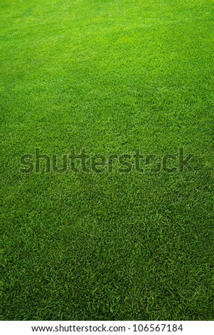 Green grass texture