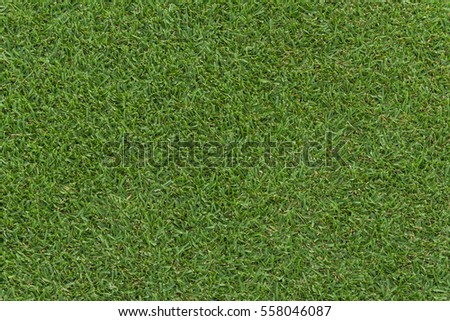 green grass texture