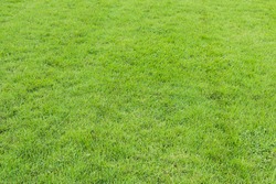 Green grass seamless texture, a Background Photo by 1981 Rustic studio kan