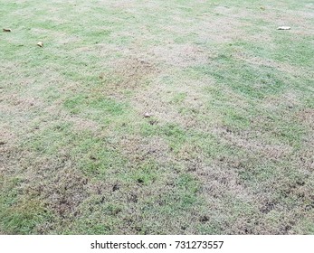 Green grass texture background
