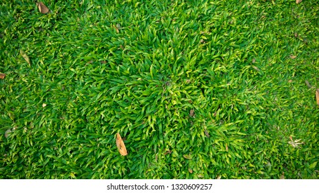 Green grass texture background with brown dried  leaf - Shutterstock ID 1320609257