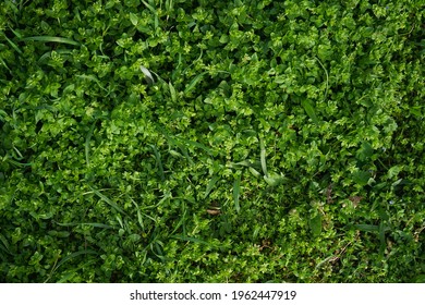 Green grass texture background. Flat lay.