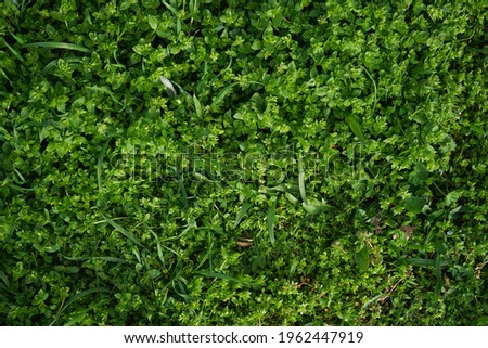 Green grass texture background. Flat lay.
