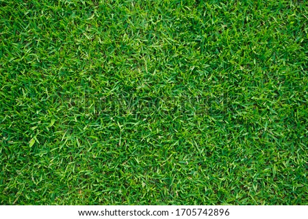 Green grass texture for background. Green lawn pattern and texture background. Top view of grass garden Ideal concept used for making green flooring.                                