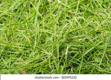 Green Grass Texture Background, The Leaf Grass It Cut