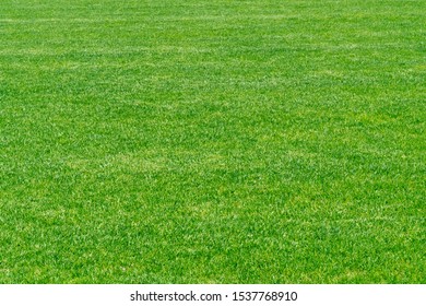 Green grass texture background. Stadium grass landscape