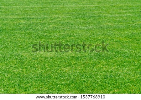 Green grass texture background. Stadium grass landscape