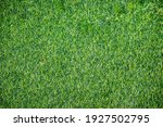 Green grass texture background Top view 