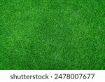 Green grass texture background. Top view of turf.